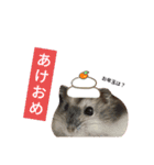 ジャンガリアンハムスターのはなちゃん②（個別スタンプ：40）
