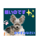 わんにゃのひじき君（個別スタンプ：2）