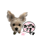 わんにゃのひじき君（個別スタンプ：8）