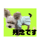 わんにゃのひじき君（個別スタンプ：9）