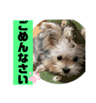 わんにゃのひじき君（個別スタンプ：10）