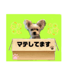 わんにゃのひじき君（個別スタンプ：14）
