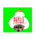 わんにゃのひじき君（個別スタンプ：15）
