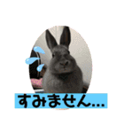 トコちゃんとウサギのハイミー（個別スタンプ：28）