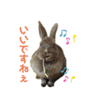 トコちゃんとウサギのハイミー（個別スタンプ：31）