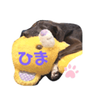 へいすけと小熊（個別スタンプ：3）