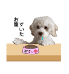 ぷてぃちゃん（個別スタンプ：16）