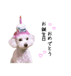 ぷてぃちゃん（個別スタンプ：36）