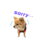 らぶさんまろさんスタンプ2（個別スタンプ：8）