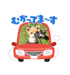 らぶさんまろさんスタンプ2（個別スタンプ：10）