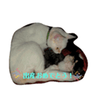 わんぱく子猫①（個別スタンプ：1）