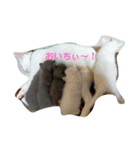 わんぱく子猫①（個別スタンプ：2）