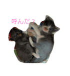 わんぱく子猫①（個別スタンプ：3）