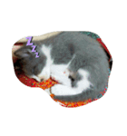 わんぱく子猫①（個別スタンプ：5）
