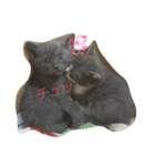 わんぱく子猫①（個別スタンプ：6）