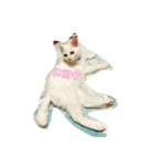 わんぱく子猫①（個別スタンプ：11）
