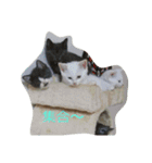 わんぱく子猫①（個別スタンプ：12）