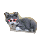わんぱく子猫①（個別スタンプ：13）