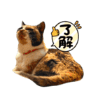 すまいるcat《第三弾》（個別スタンプ：5）