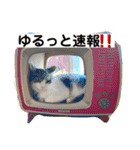 すまいるcat《第三弾》（個別スタンプ：6）