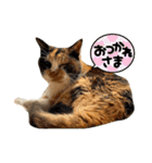 すまいるcat《第三弾》（個別スタンプ：10）