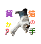 すまいるcat《第三弾》（個別スタンプ：16）