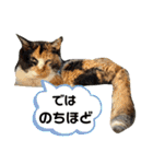 すまいるcat《第三弾》（個別スタンプ：18）