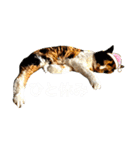 すまいるcat《第三弾》（個別スタンプ：24）