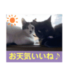 三兄弟＆弟分ニャンコのほのぼのスタンプ1（個別スタンプ：2）
