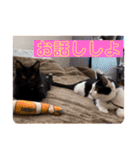 三兄弟＆弟分ニャンコのほのぼのスタンプ1（個別スタンプ：8）