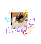三兄弟＆弟分ニャンコのほのぼのスタンプ1（個別スタンプ：11）