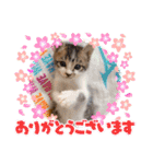 三兄弟＆弟分ニャンコのほのぼのスタンプ1（個別スタンプ：15）