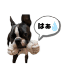 ボストンテリアの日常生活スタンプ（個別スタンプ：16）