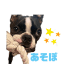 ボストンテリアの日常生活スタンプ（個別スタンプ：32）