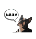 ボストンテリアの日常生活スタンプ（個別スタンプ：36）