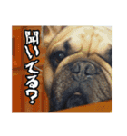 すこかねさすこじ（個別スタンプ：5）