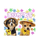 すこかねさすこじ（個別スタンプ：10）
