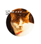 ちゃ香 ①(改良版)（個別スタンプ：2）