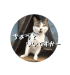 ちゃ香 ①(改良版)（個別スタンプ：4）