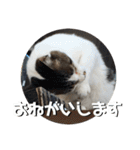 ちゃ香 ①(改良版)（個別スタンプ：5）