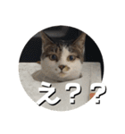 ちゃ香 ①(改良版)（個別スタンプ：6）
