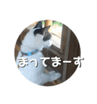 ちゃ香 ①(改良版)（個別スタンプ：10）