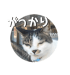 ちゃ香 ①(改良版)（個別スタンプ：11）
