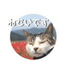 ちゃ香 ①(改良版)（個別スタンプ：13）