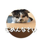 ちゃ香 ①(改良版)（個別スタンプ：15）