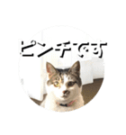 ちゃ香 ①(改良版)（個別スタンプ：16）