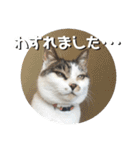 ちゃ香 ①(改良版)（個別スタンプ：17）