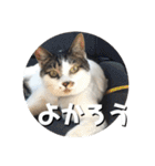 ちゃ香 ①(改良版)（個別スタンプ：19）