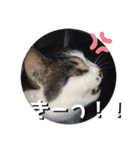 ちゃ香 ①(改良版)（個別スタンプ：21）