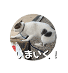 ちゃ香 ①(改良版)（個別スタンプ：24）